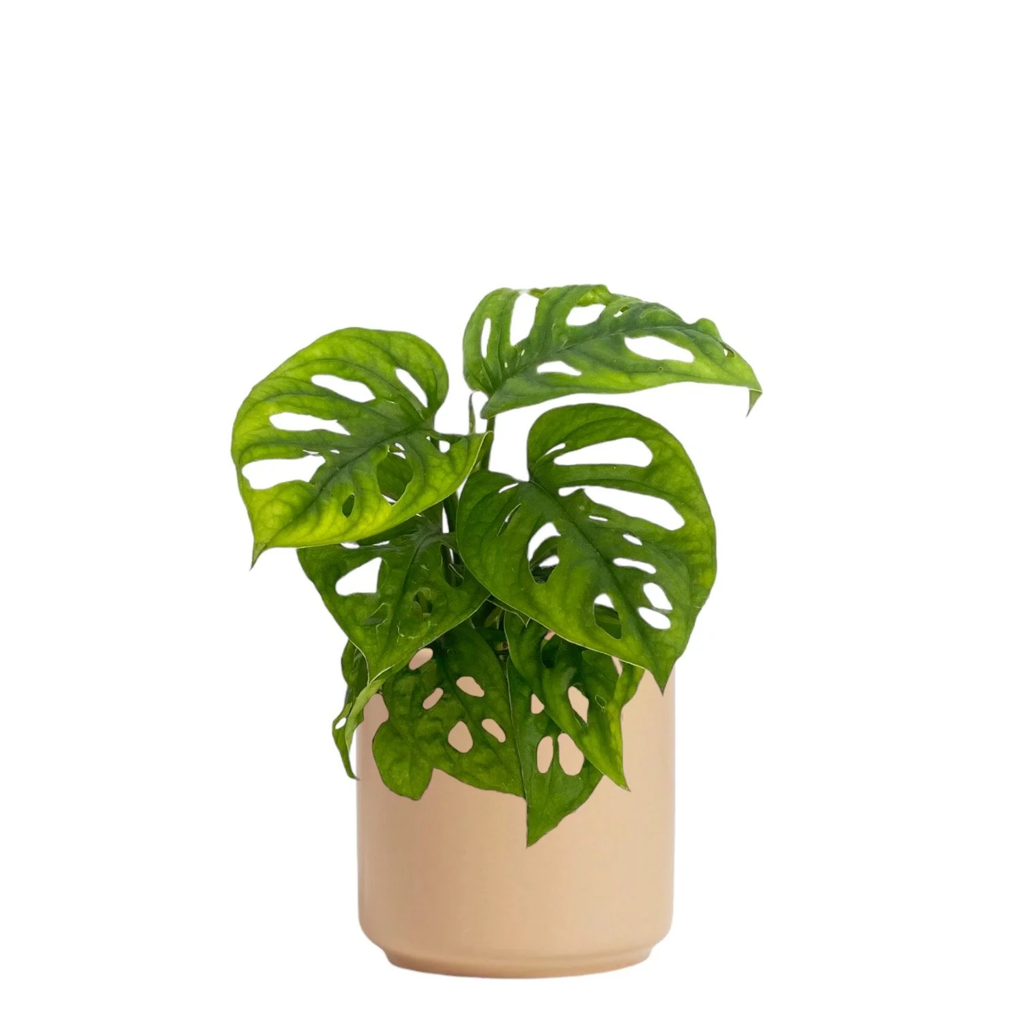 Swiss Cheese Monstera | Monstera Adansonii Plants for Sale — seedybean